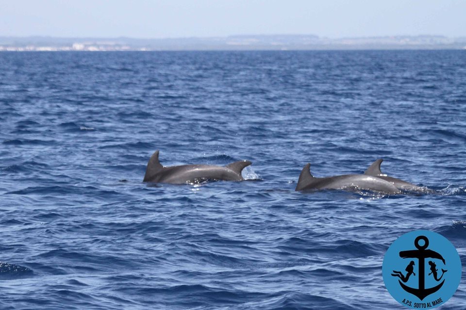 Nasce la nuova associazione Sotto al mare